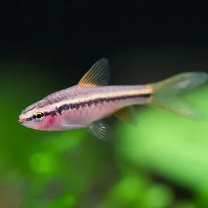 Longfin Cherry Barb (Puntius titteya) – Tank-Bred