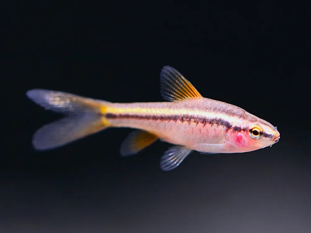 Longfin Cherry Barb (Puntius titteya) – Tank-Bred - Image 2
