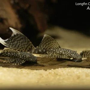 Longfin Chocolate Bushynose