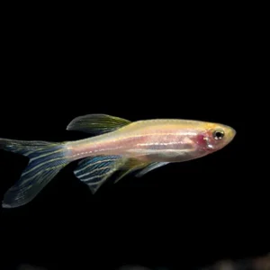 Longfin Golden Zebra Danio (Brachydanio rerio) - Tank Bred