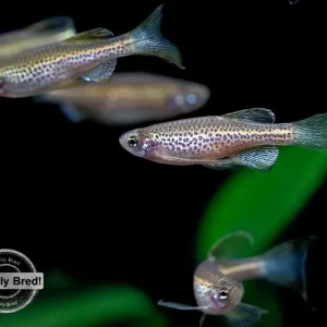 Longfin Leopard Danio (Brachydanio rerio 'frankei'), Locally Bred!