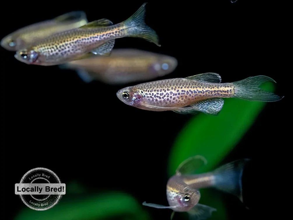 Longfin Leopard Danio (Brachydanio rerio 'frankei'), Locally Bred!