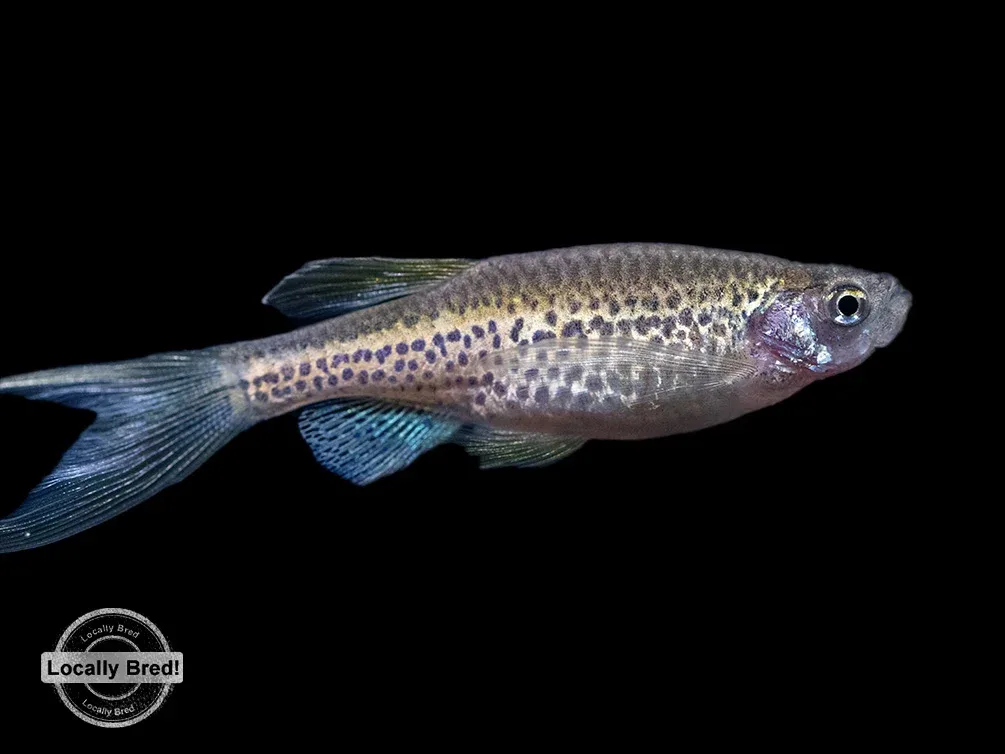 Longfin Leopard Danio (Brachydanio rerio 'frankei'), Locally Bred! - Image 2