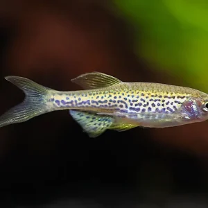 Longfin Leopard Danio (Danio rerio) – Tank Bred
