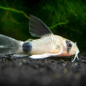 Longfin Panda Cory Catfish (Corydoras panda "Longfin") - Tank-Bred!