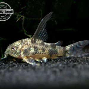 Longfin Peppered AKA Blue Leopard AKA Mottled Cory Catfish (Corydoras paleatus "Longfin"), Locally Bred!