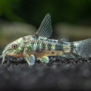 Longfin Peppered AKA Blue Leopard AKA Mottled Cory Catfish (Corydoras paleatus), Tank Bred!