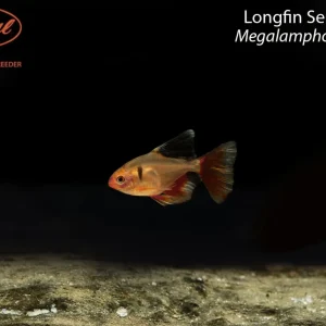 Longfin Serpae Tetra