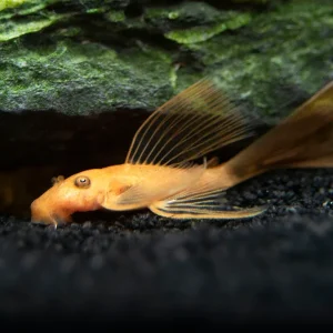 Longfin Super Red Bristlenose Pleco (Ancistrus sp. "Super Red"), Tank-Bred