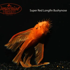 Longfin Super Red Bushynose