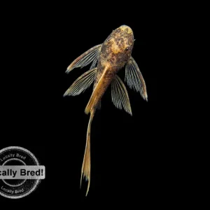 Longfin Super Red Calico Bristlenose Pleco (Ancistrus sp.), Locally-Bred
