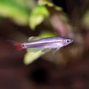 Longfin White Cloud Mountain Minnow (Tanichthys albonubes) – Tank Bred