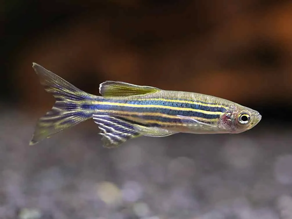 Longfin Zebra Danio (Danio rerio) – Tank-Bred - Image 2