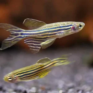 Longfin Zebra Danio (Danio rerio) – Tank-Bred