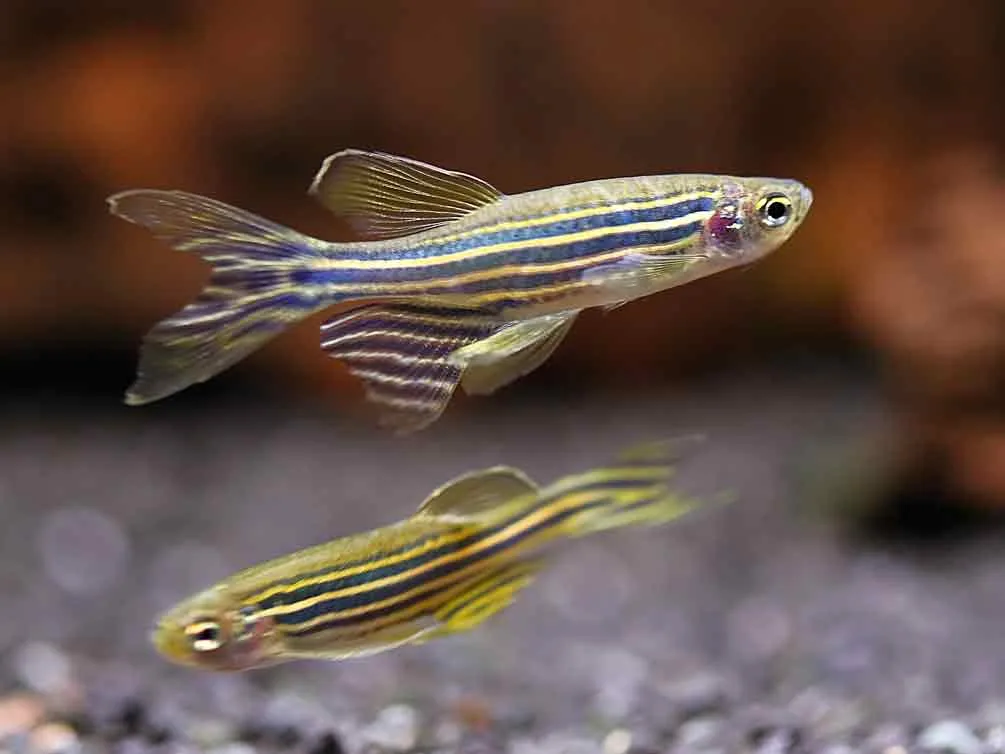 Longfin Zebra Danio (Danio rerio) – Tank-Bred