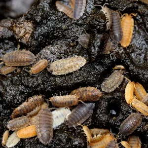 Lotto Mix Isopods (Porcellio laevis 'Lottery Mix')