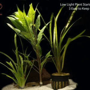 Low Light Plant Starter Combo Pack - 3 Easy to Keep Plants!