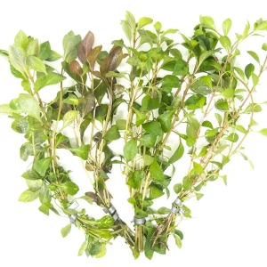 Ludwigia Beginner Stem Plant Combo