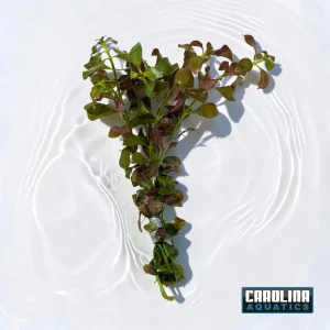 Ludwigia Broad