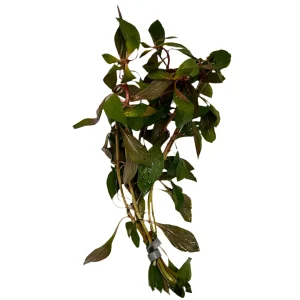 Ludwigia Dark Red