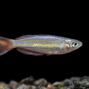 Macculloch's Dwarf Rainbowfish (Melanotaenia maccullochi) - Tank-Bred!