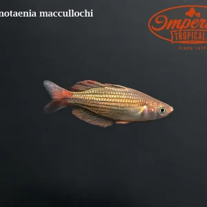 Macculloch's Rainbowfish