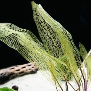 Madagascar Lace Bulb (Aponogeton madagascariensis)