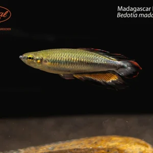 Madagascar Rainbowfish