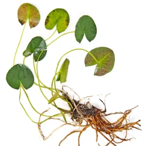 Madame Wilfron Gonnere Hardy Lily (Nymphaea sp.) plant with bulb