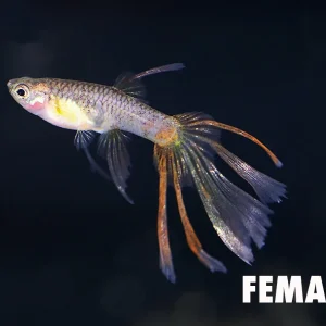 Magenta Guppy (Poecilia reticulata) – Tank Bred