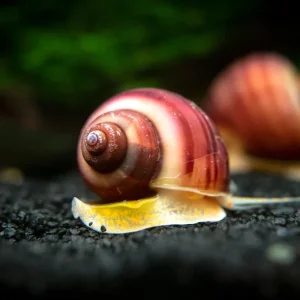 Magenta Mystery Snail Breeder Combo Box