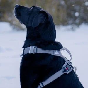 Magnetic Dog Harness