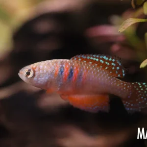 Magnificent Killifish (Simpsonichthys magnificus)