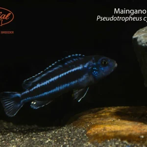 Maingano Cichlid