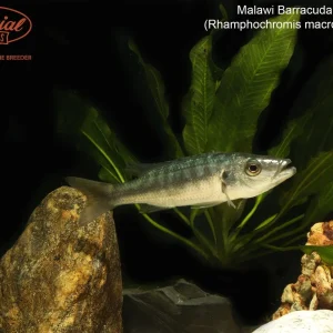 Malawi Barracuda
