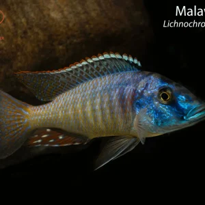 Malawi Gar