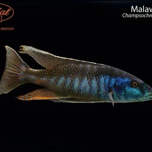 Malawi Trout