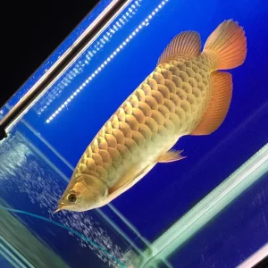 Malaysian Golden Crossback Arowana