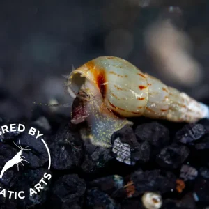 Malaysian Trumpet AKA Red-Rimmed Melania Snail (Melanoides tuberculata), BREDBY, Aquatic Arts
