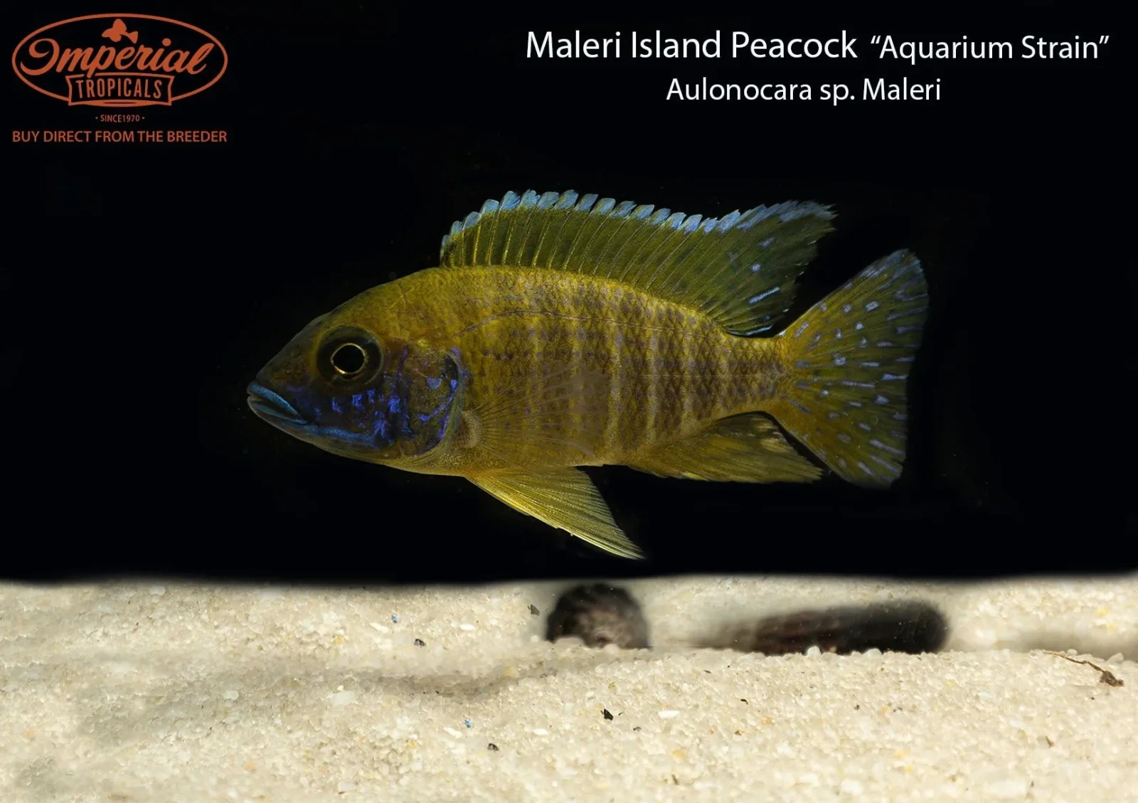 Maleri Island Peacock - Image 2
