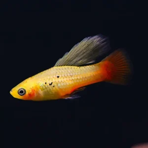 Malibu Hi-Fin Sunset Platy (Xiphophorus maculatus) – Locally Bred