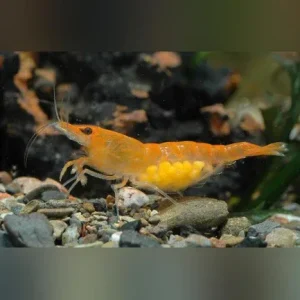 Mandarine Orange Shrimp