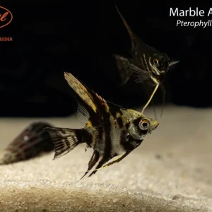 Marble Angelfish