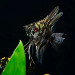Marble Angelfish (Pterophyllum scalare), Tank Bred