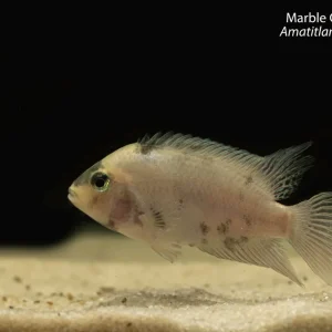 Marble Convict Cichlid