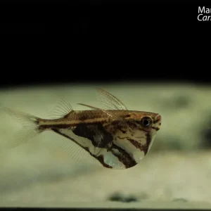 Marble Hatchetfish