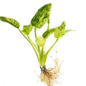 Marble Queen Radican Sword (Echinodorus cordifolius "Marble Queen"), bare root