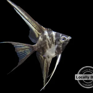 Marble Veil Angelfish (Pterophyllum scalare), Locally Bred!