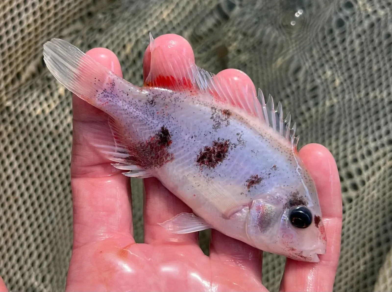 Marbled Fenestrata Cichlid - Image 2