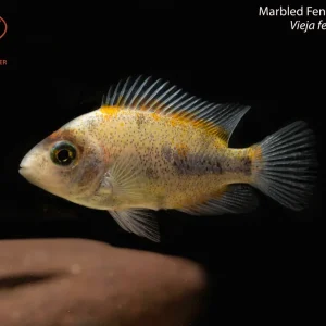 Marbled Fenestrata Cichlid